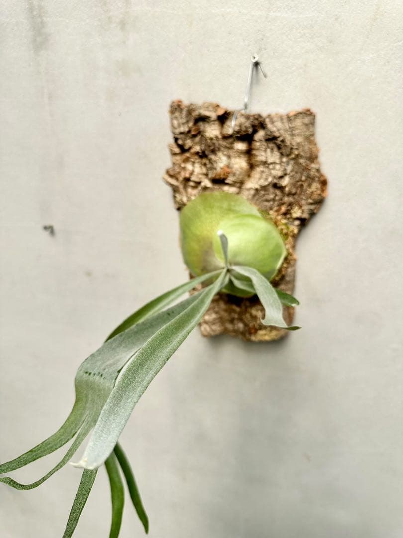 タグ付親株(^^) P. Musang King Vandaka