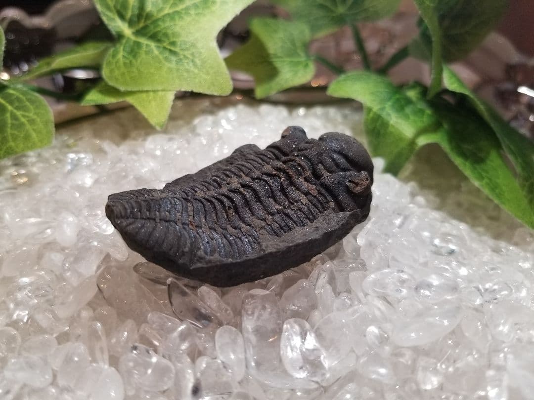 【自由研究にイチオシ！】 三葉虫 〜カンブリア紀〜 『結晶化された化石』