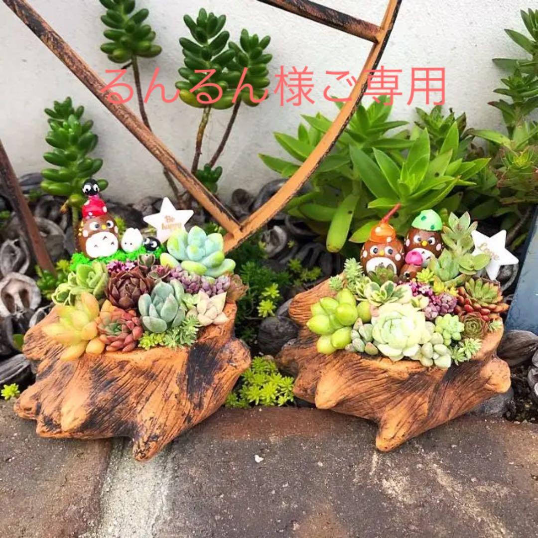 ★多肉植物　寄せ植え〜どんぐりちゃんの切り株寄せ　セットで〜★