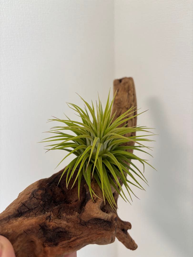 イオナンタ　スノーボール