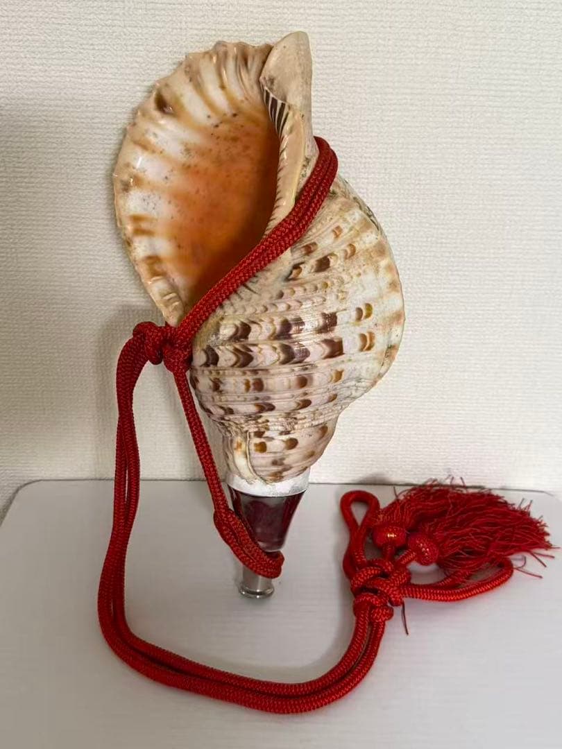 法螺貝貝全長約39cm 總1235g 笛 密教魔除け貝貝殻ホラガイホラ貝 ほら貝