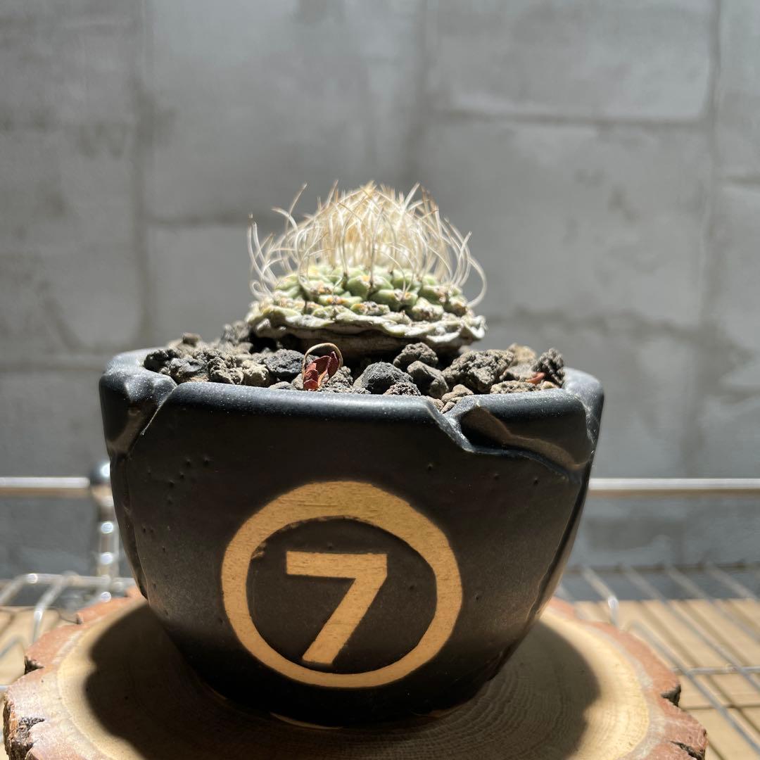 ストロンボ　カクタス　菊水　超扁平株