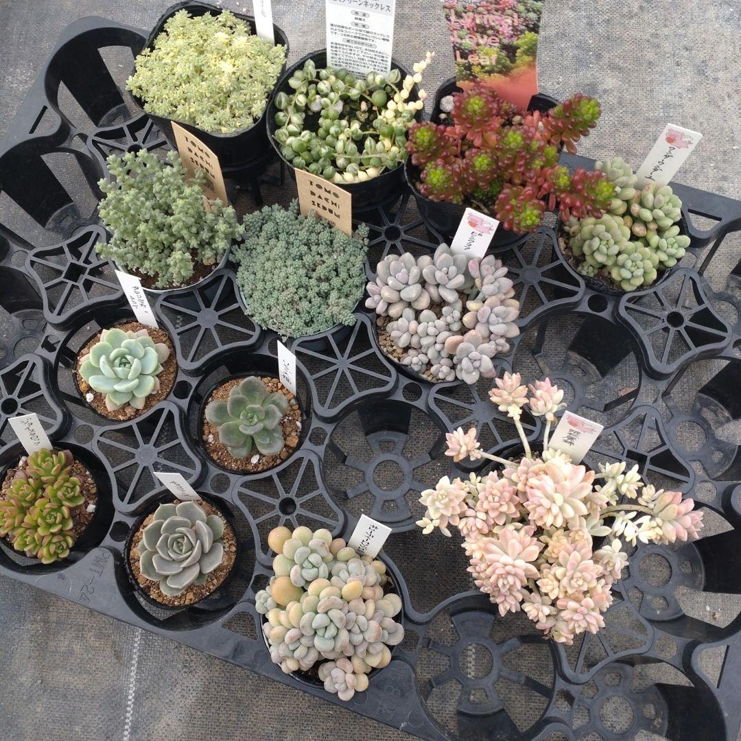 追加検討中 るなこむさん専用