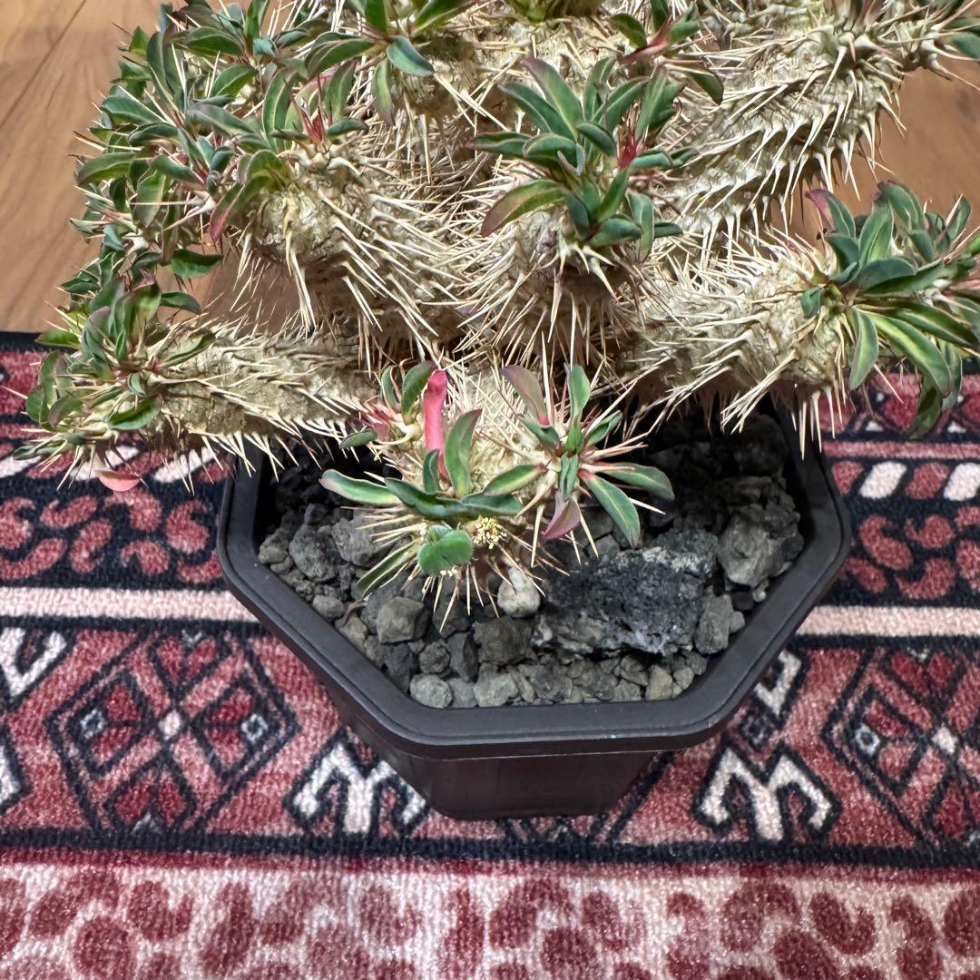 ギラウミニアアナ　種子 30粒