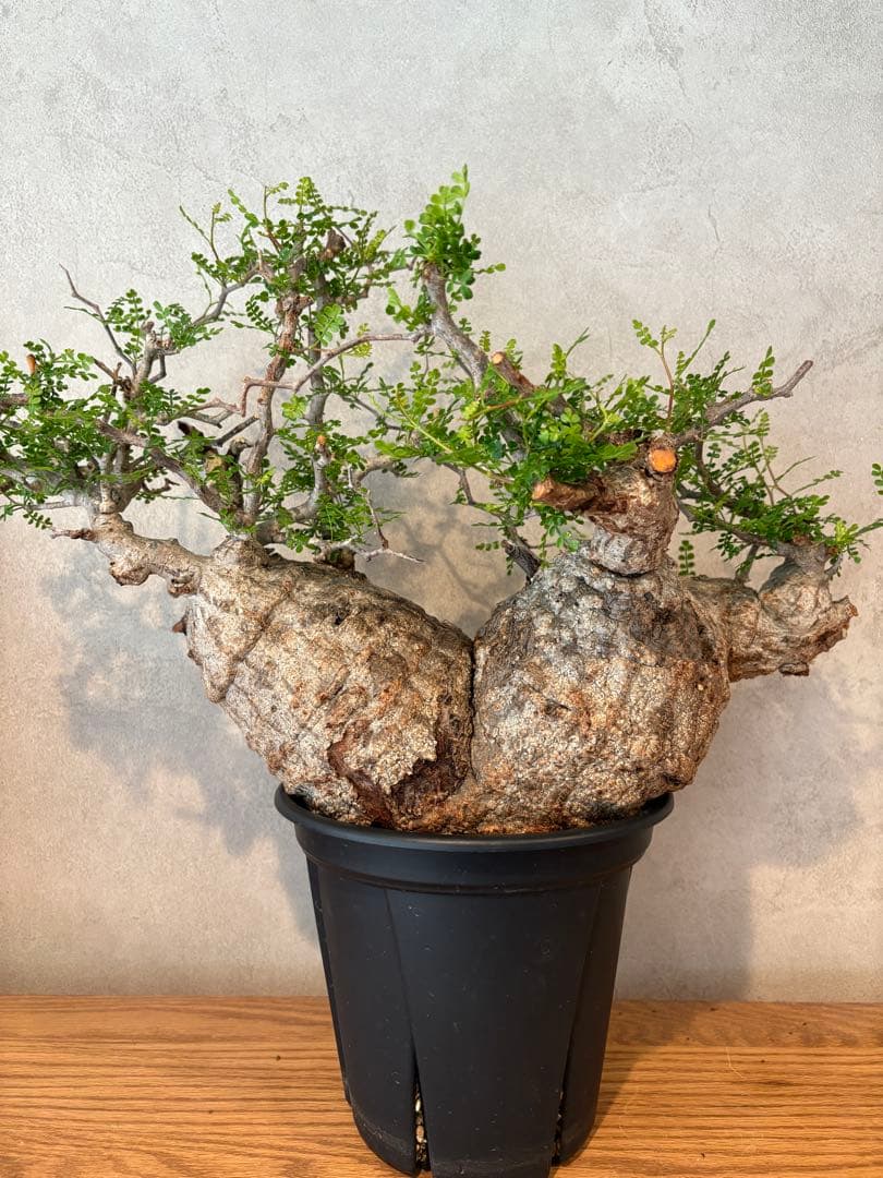 【希少樹形】パキプス／左右均等丸型・発根済み　みやび鉢