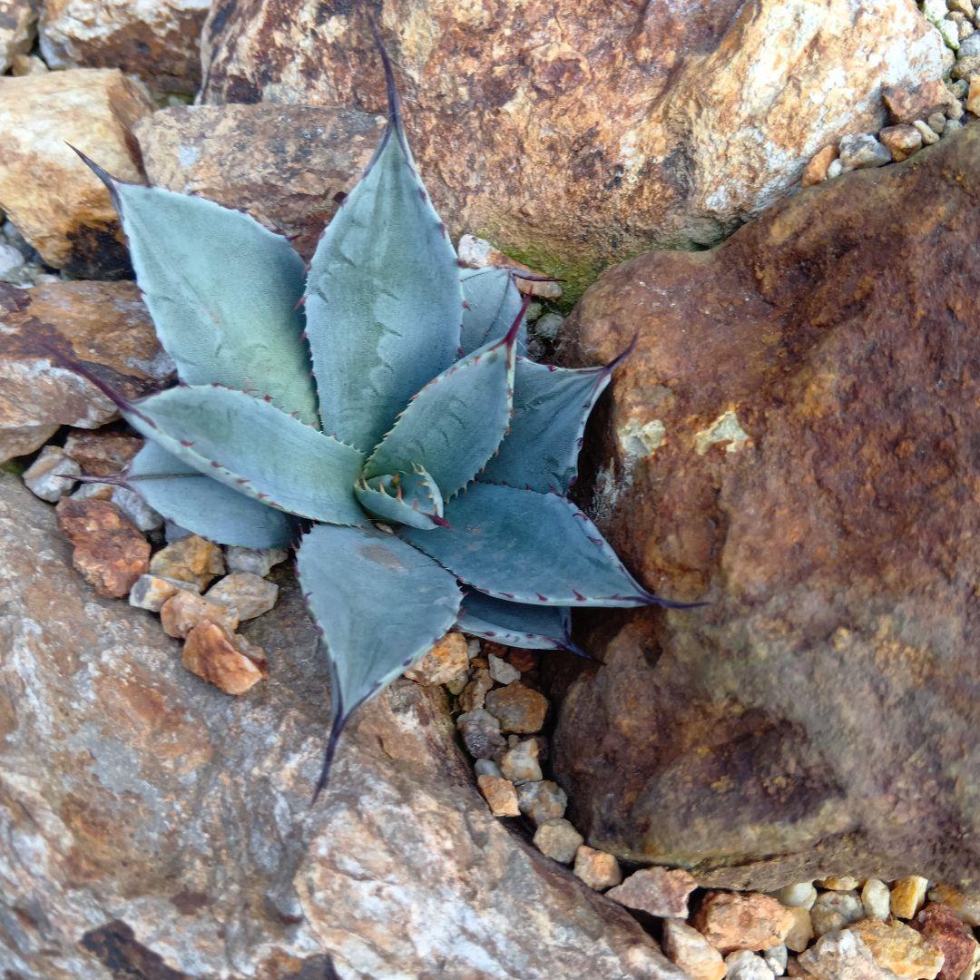 アガベ　姫吉祥天　パリー