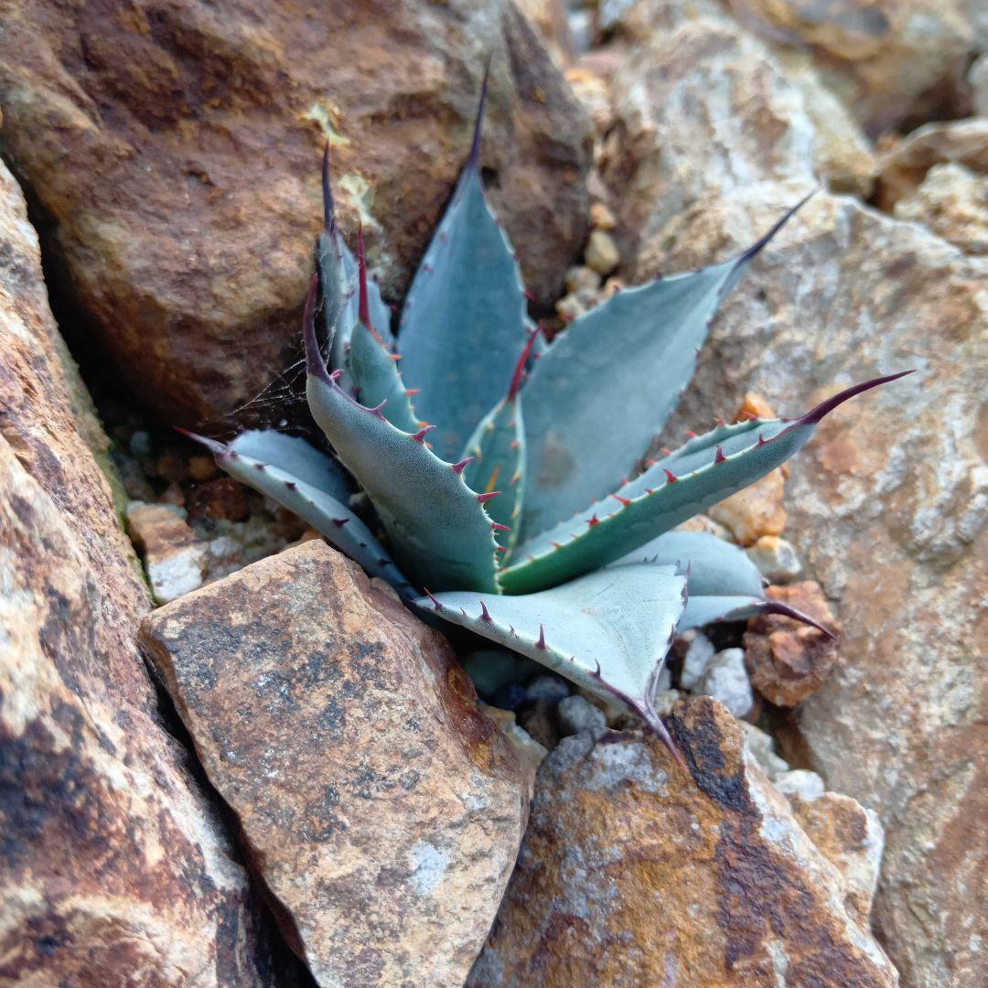 アガベ　姫吉祥天　パリー