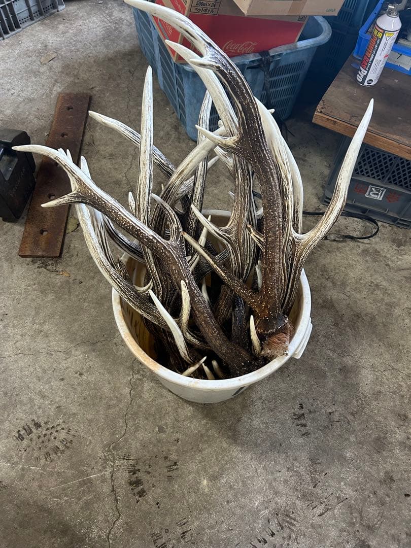 エゾシカ角　19キロ