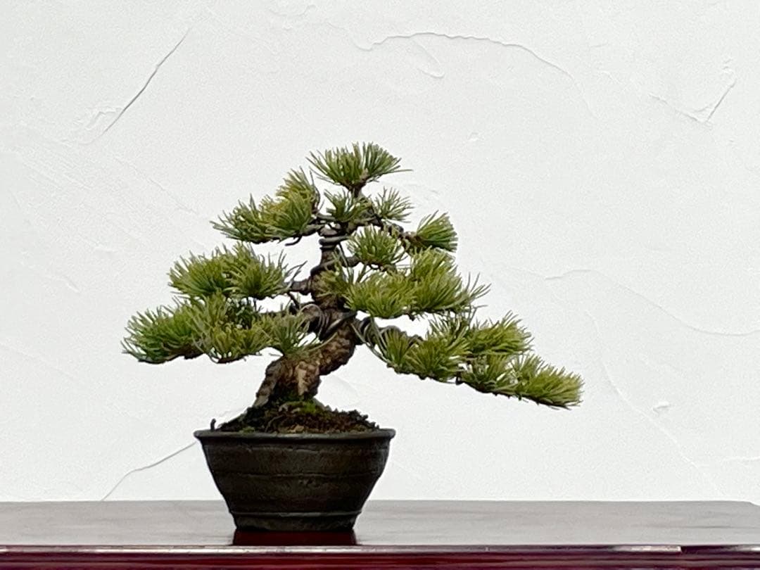 三河盆栽　石鎚五葉松　盆栽　イシヅチゴヨウマツ　十王堂　松泉　鉢　小品盆栽