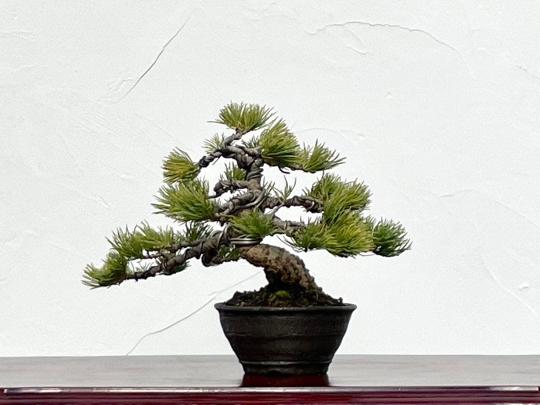 三河盆栽　石鎚五葉松　盆栽　イシヅチゴヨウマツ　十王堂　松泉　鉢　小品盆栽