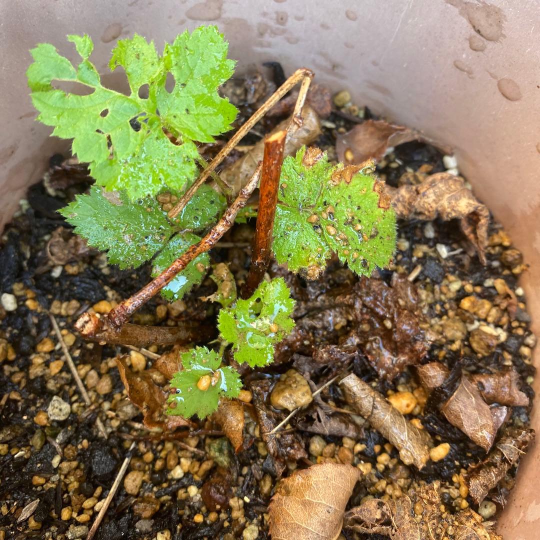 ボイセンベリー　抜き苗