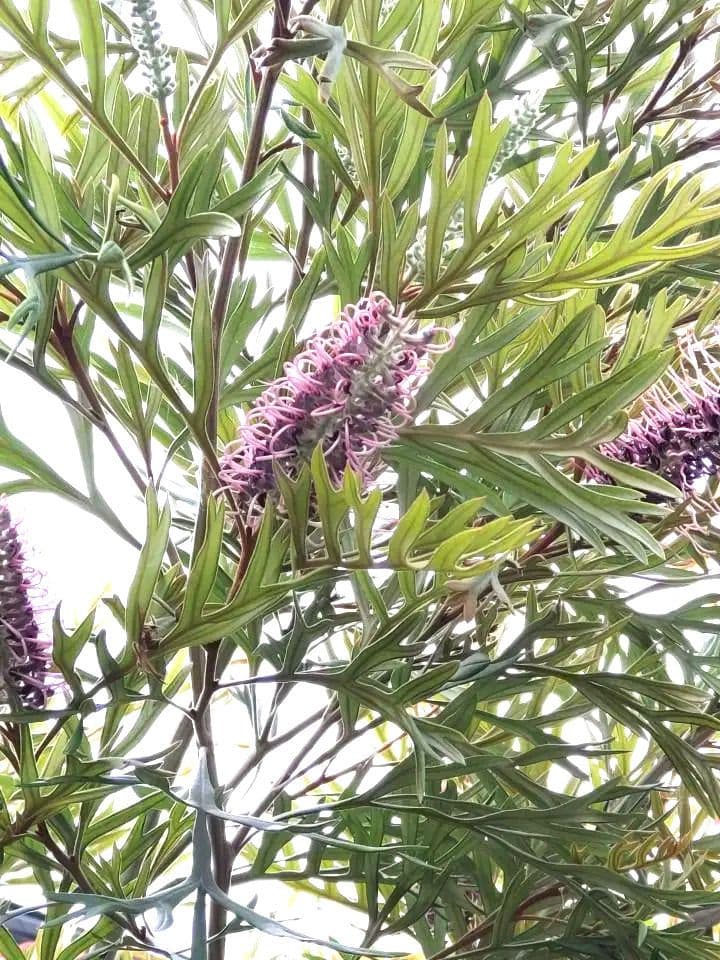 株立✩グレビレア ドーンパープル☆オージープランツ☆シンボルツリー☆常緑☆希少