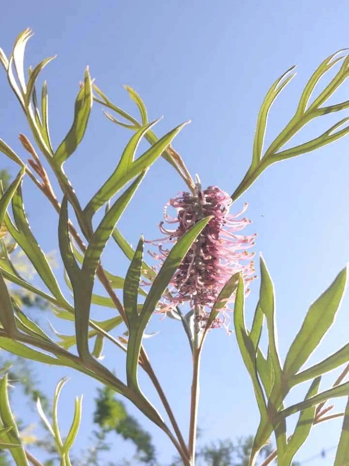 株立✩グレビレア ドーンパープル☆オージープランツ☆シンボルツリー☆常緑☆希少