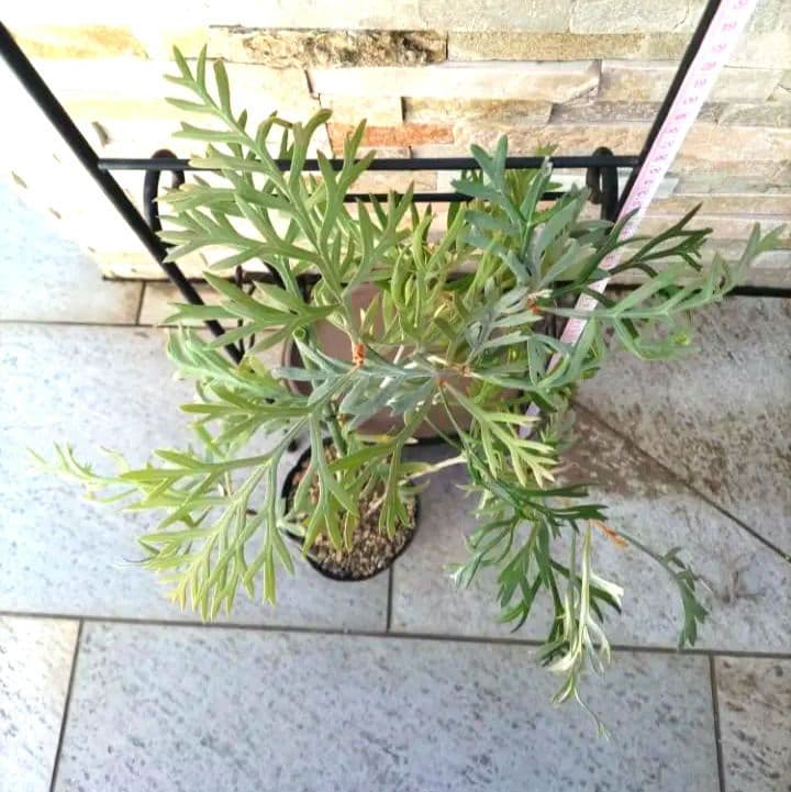 株立✩グレビレア ドーンパープル☆オージープランツ☆シンボルツリー☆常緑☆希少