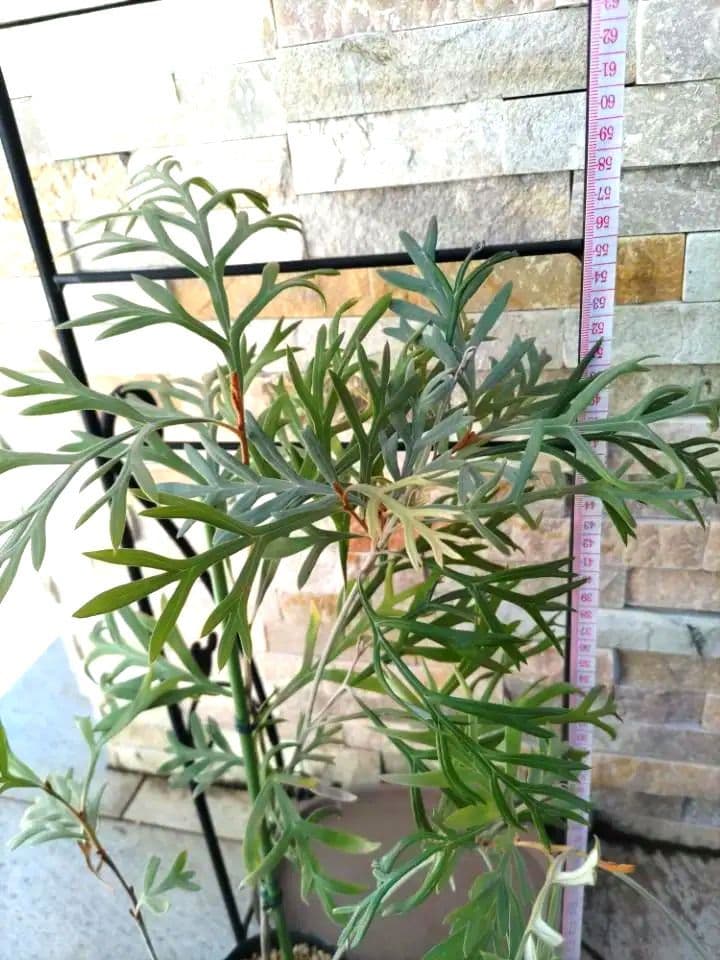 株立✩グレビレア ドーンパープル☆オージープランツ☆シンボルツリー☆常緑☆希少