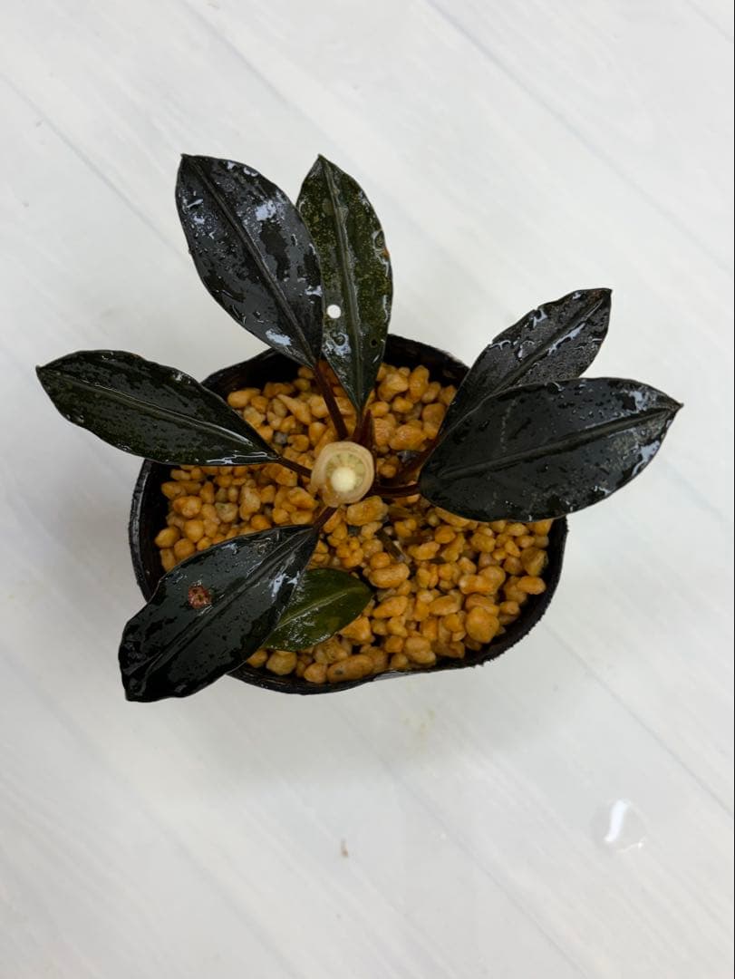 ひ*ス様 ⭐︎ブセファランドラ モトレィアーナ黒青丸葉絶品個体　パダワン　根伏せ