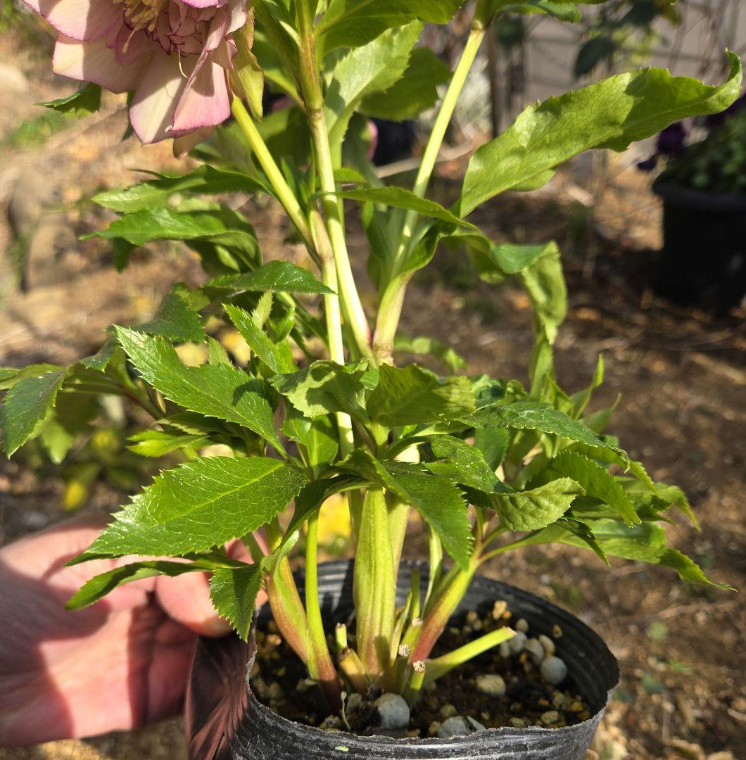 未株分　クリスマスローズ　ラージネクタリー　シャルウィダンス　若泉ファーム