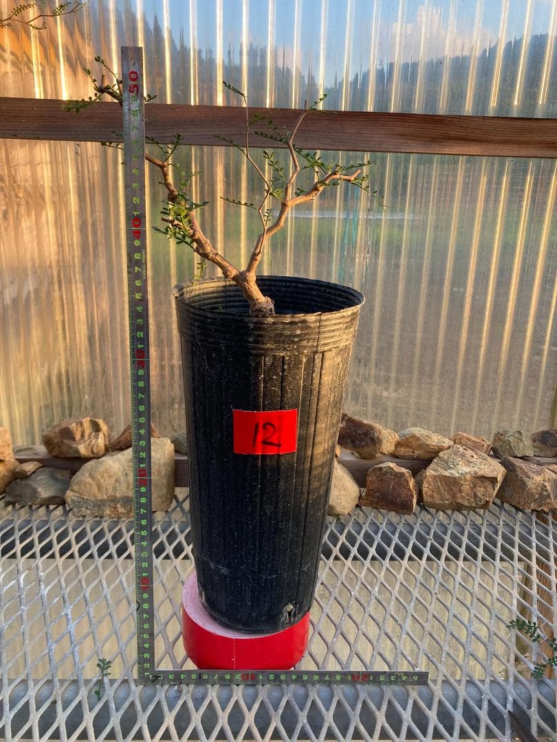 オペルクリカリア・パキプス(根挿し)No12