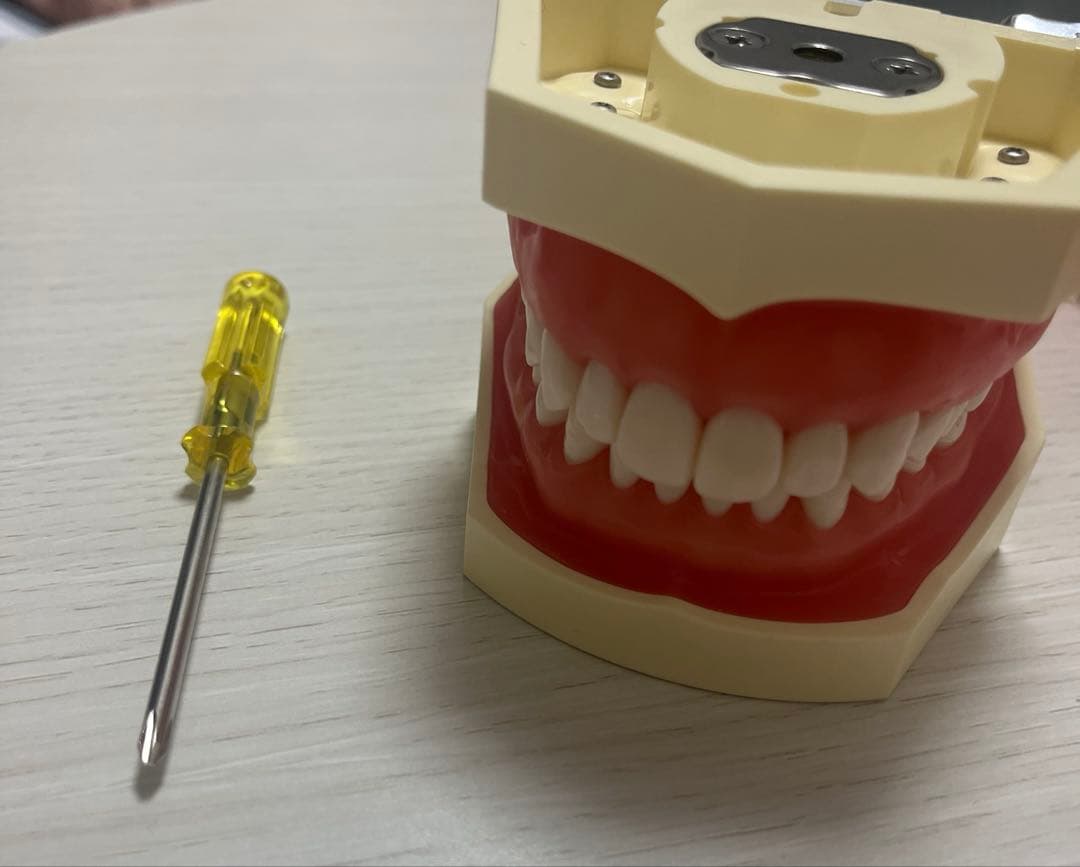 ニッシン　NISSIN 歯科模型　顎模型