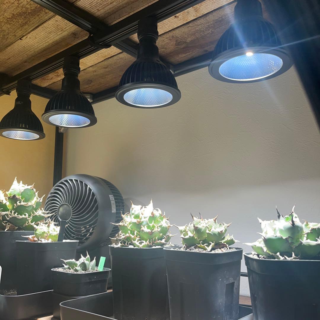 アガベ　グラキリス　などまとめ売り　引き取り限定