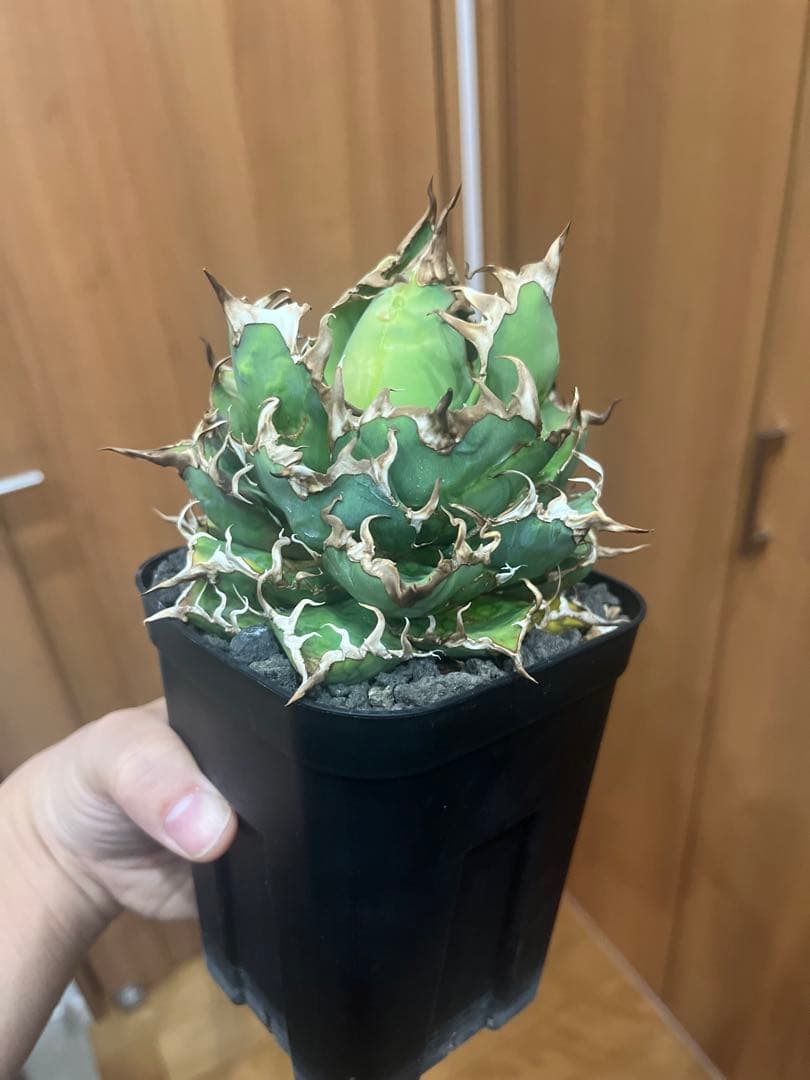 アガベ　グラキリス　などまとめ売り　引き取り限定