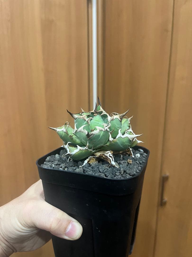 アガベ　グラキリス　などまとめ売り　引き取り限定