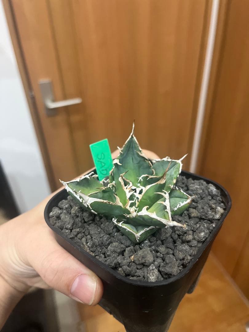 アガベ　グラキリス　などまとめ売り　引き取り限定