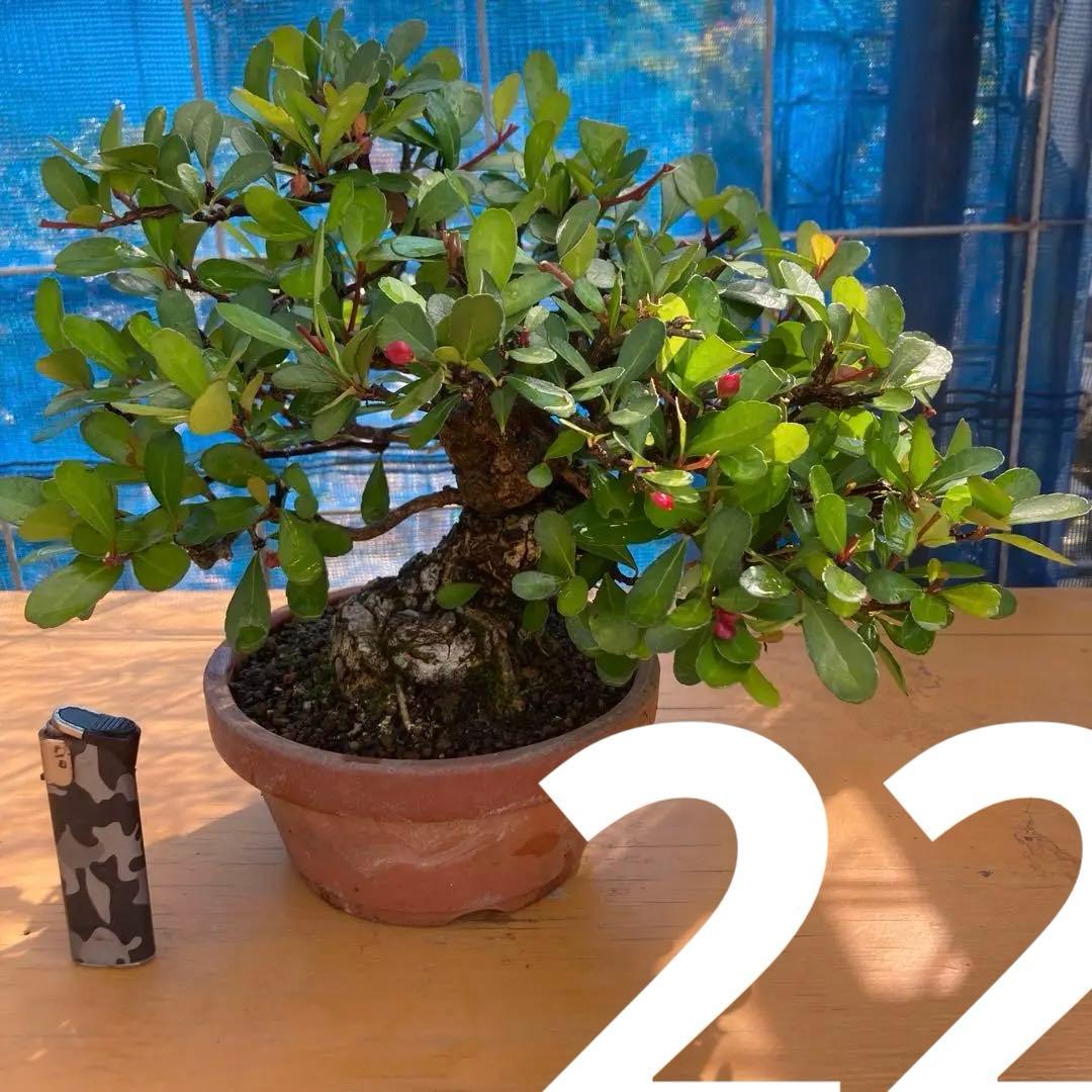 美しい盆栽 赤い実ハリツルマサキ