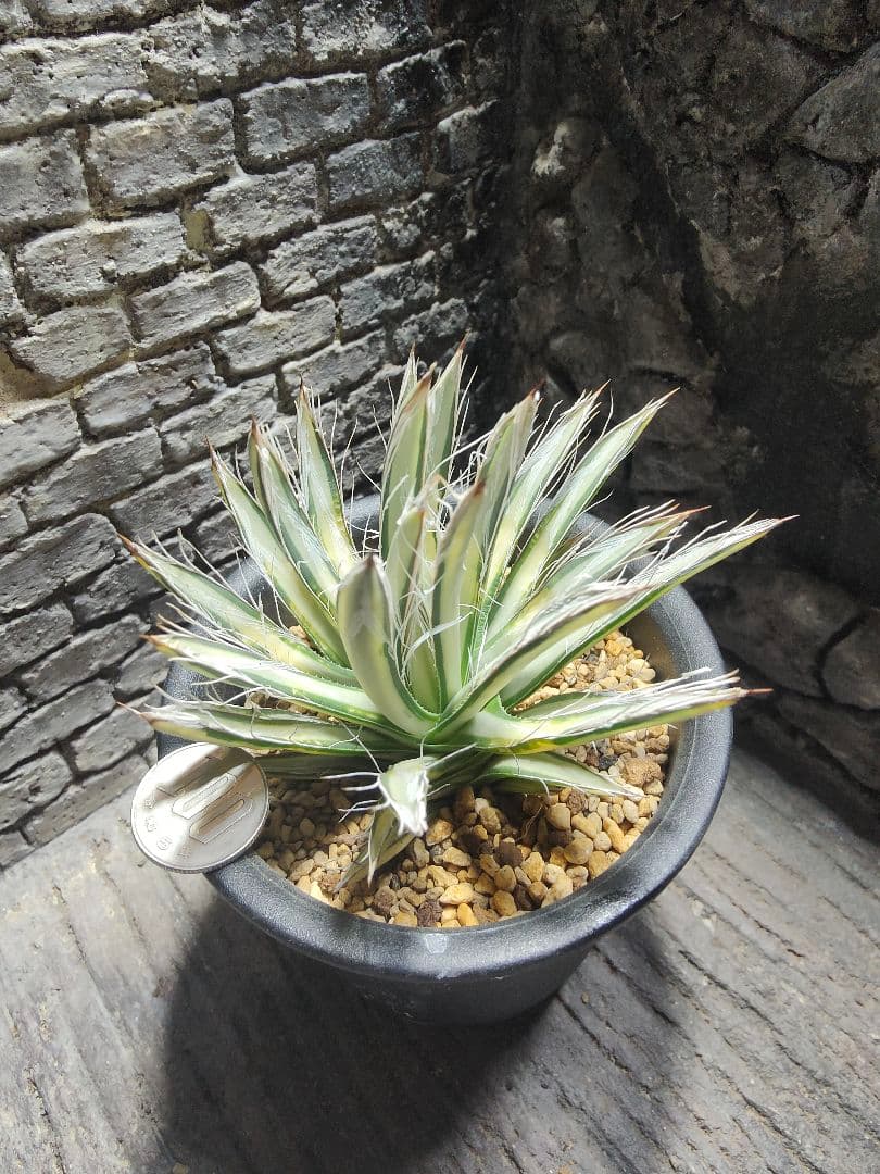 アガベ　姫乱れ雪　白中斑