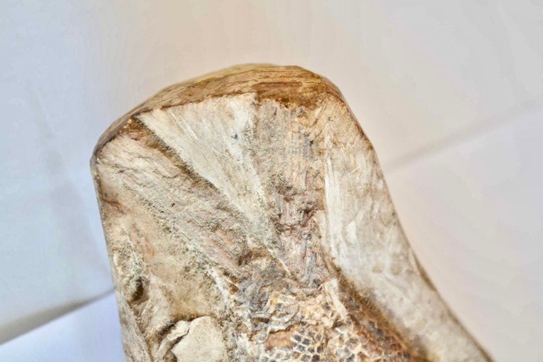 鱗ビッシリ、立体的一億数千万年前のブラジル産絶滅古代魚・ラコレピスの化石