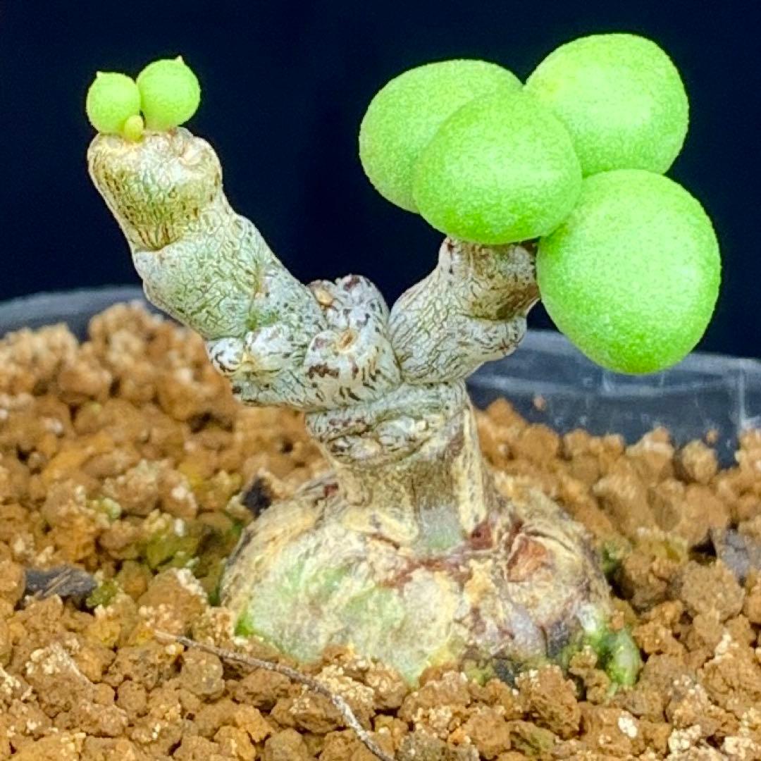 ぷくぷく双頭！　チレコドン　ポドレイアエ　多肉植物　塊根植物　実生