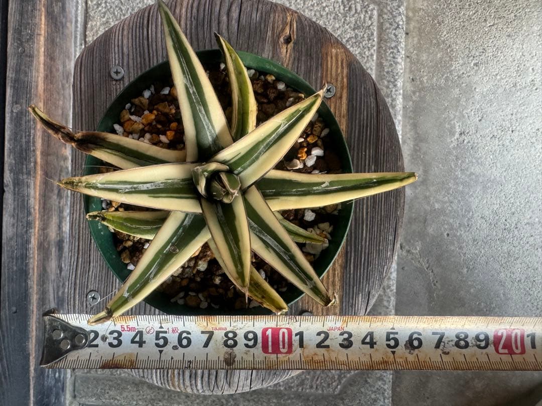 アガベ Agave victoriae-reginae 'Hyouzan' 258