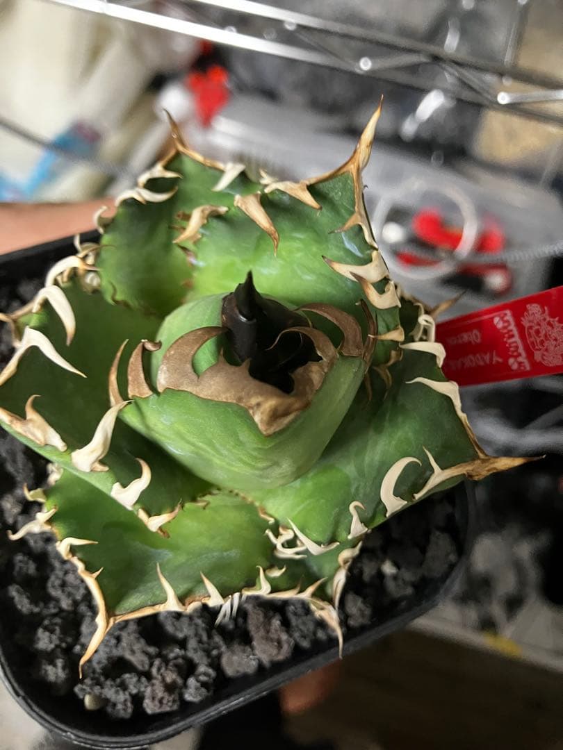 や*郎様 アガベ オテロイ 実生 ヤドカリプランツ