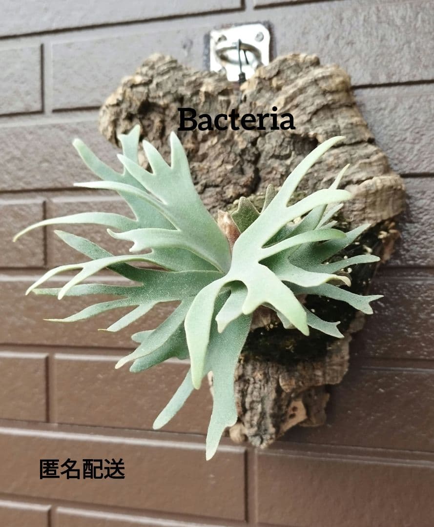 Bacteria ビカクシダ