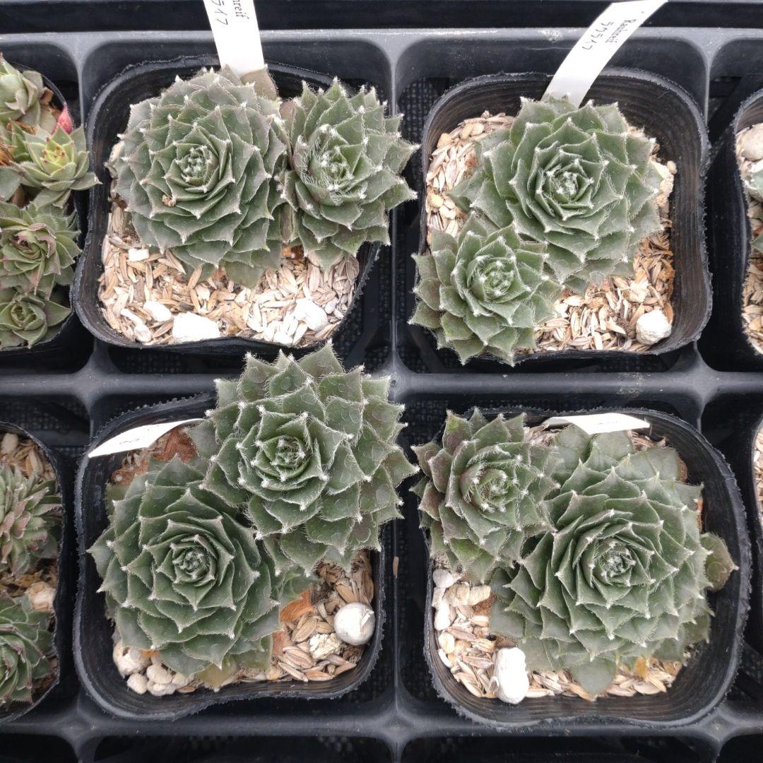 1ポット410円〜 センペルビウム26年1月 その6