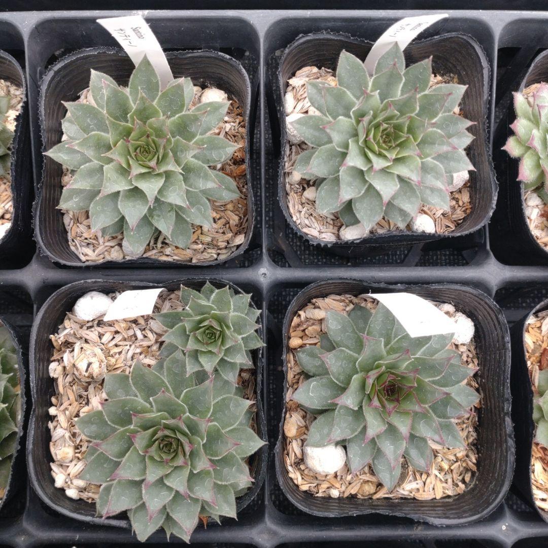 1ポット410円〜 センペルビウム26年1月 その6