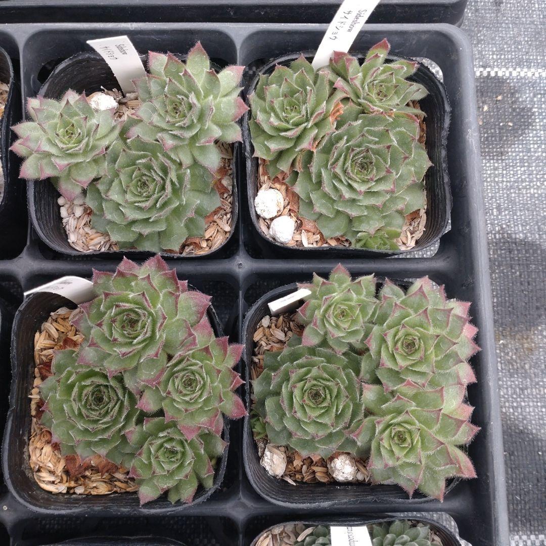 1ポット410円〜 センペルビウム26年1月 その6