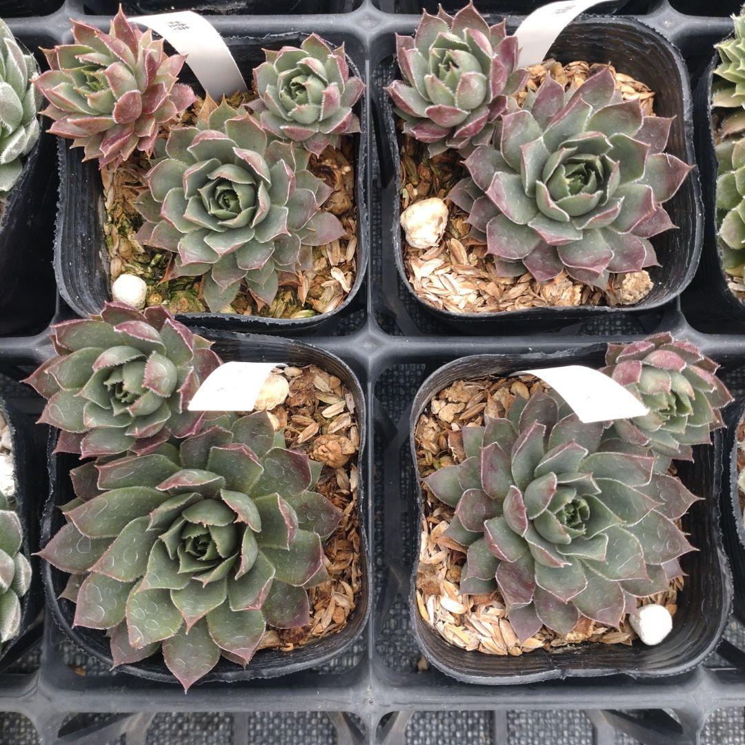 1ポット410円〜 センペルビウム26年1月 その6