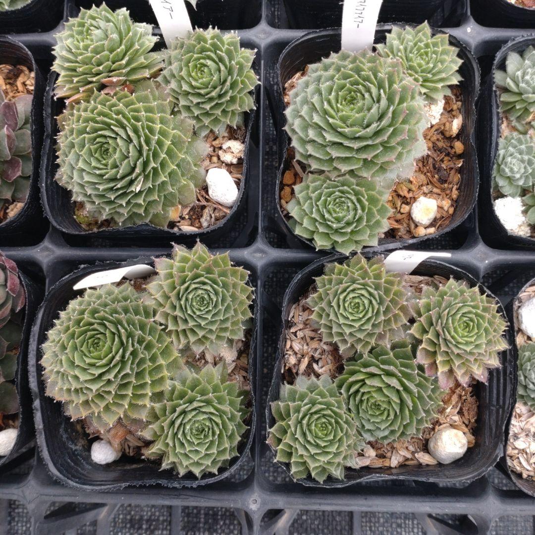 1ポット410円〜 センペルビウム26年1月 その6