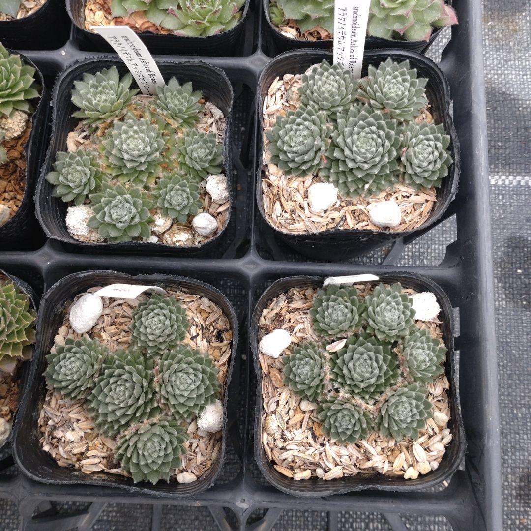 1ポット410円〜 センペルビウム26年1月 その6