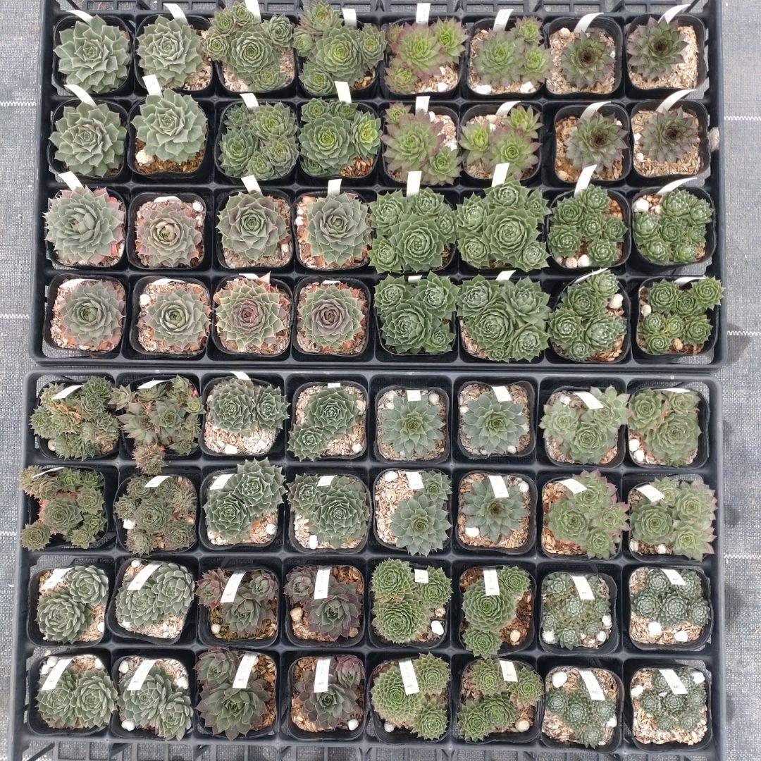 1ポット410円〜 センペルビウム26年1月 その6