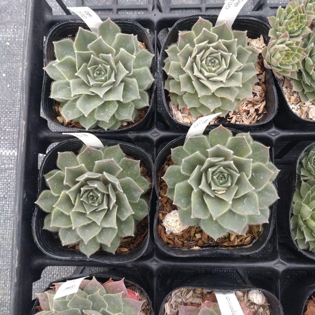 1ポット410円〜 センペルビウム26年1月 その6