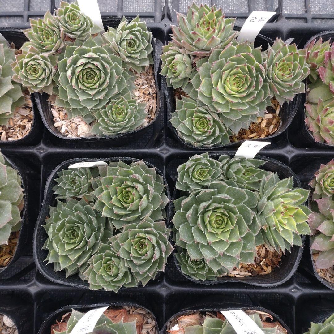 1ポット410円〜 センペルビウム26年1月 その6