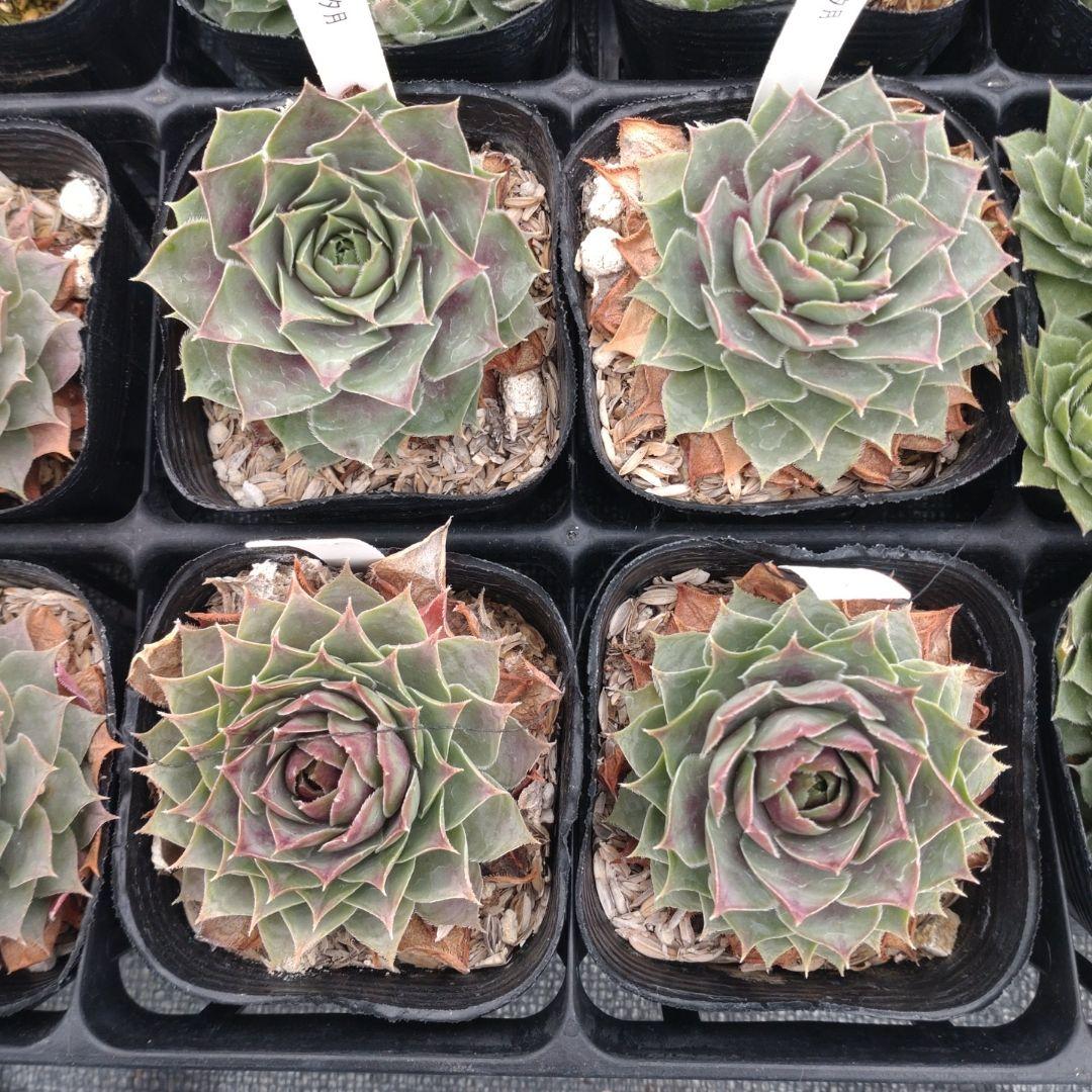 1ポット410円〜 センペルビウム26年1月 その6