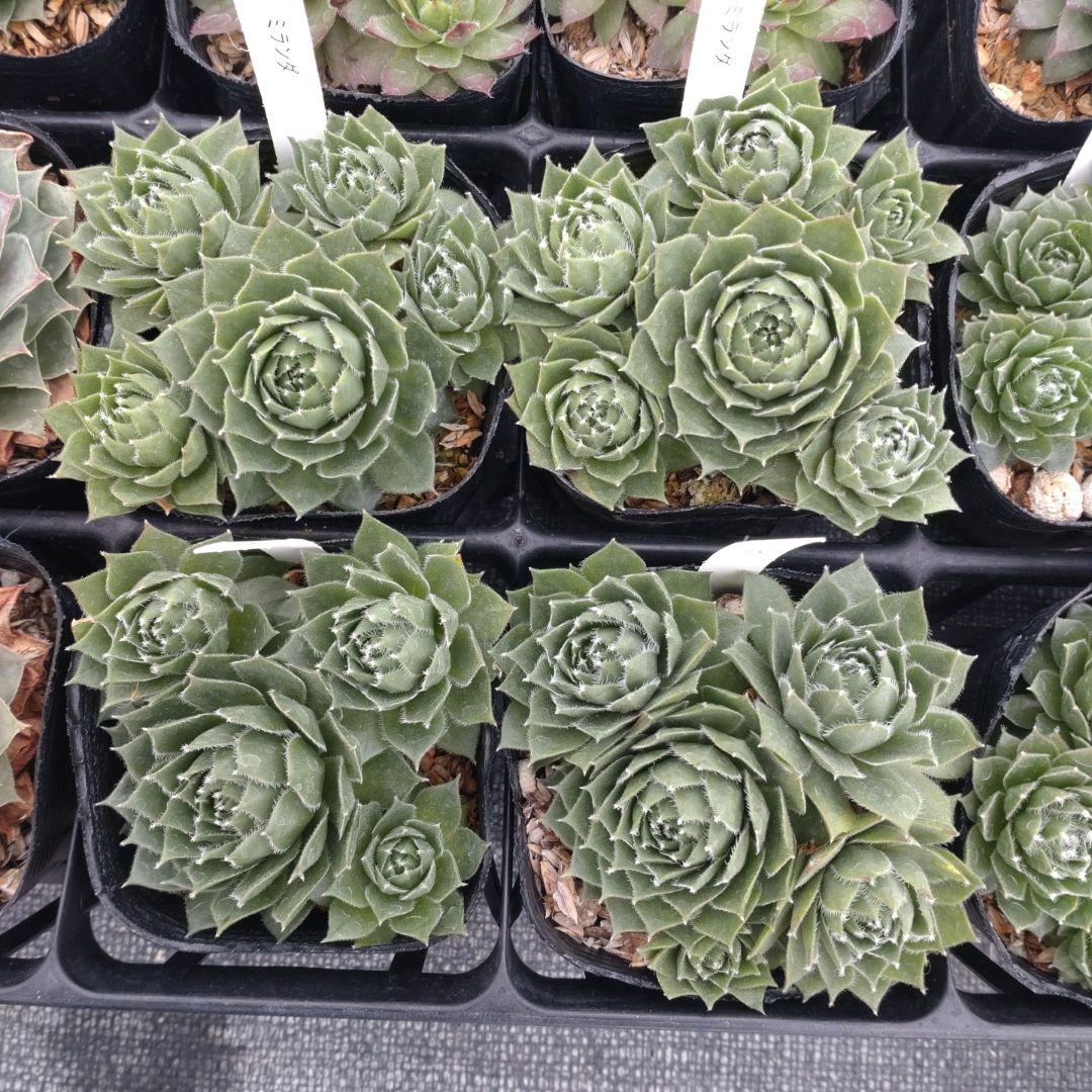 1ポット410円〜 センペルビウム26年1月 その6