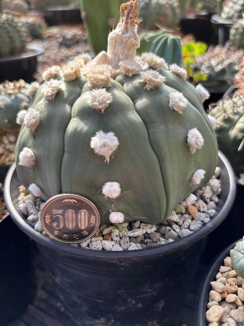 成田大疣瑠璃兜