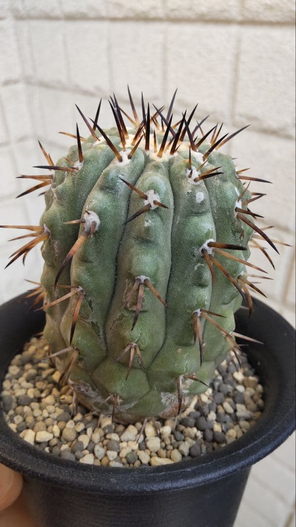 実生株！黒王丸 コピアポア シネレア