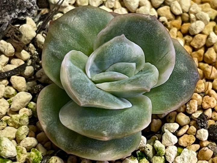 ❤️専用出品❤️ラブリーローズ錦❤️抜き苗②