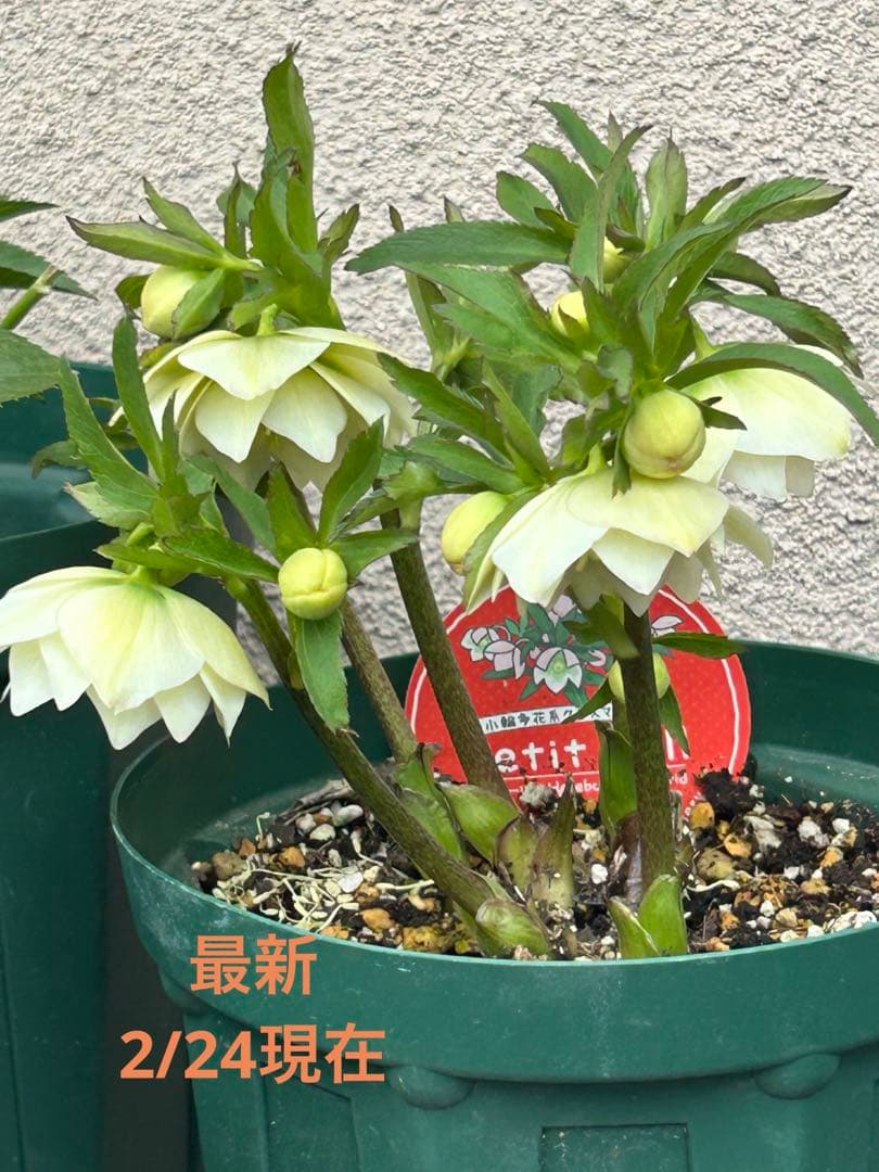 クリスマスローズ　横山園芸　プチドール　ダブル