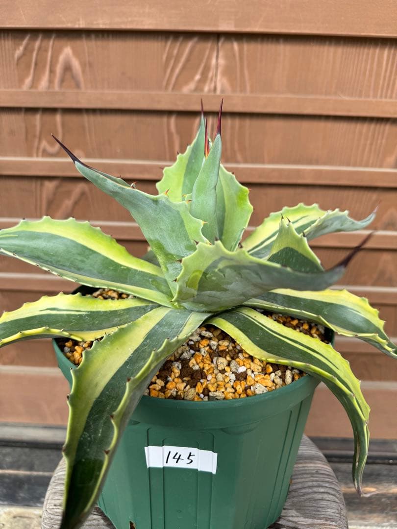 アガベ Agave ovatifolia variegated 'ORCA' 145